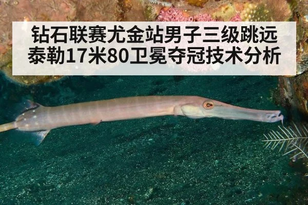 钻石联赛尤金站男子三级跳远泰勒17米80卫冕夺冠技术分析 - jiuyou game