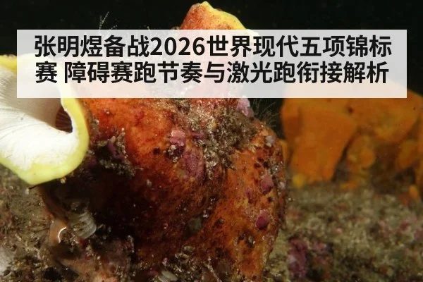 张明煜备战2026世界现代五项锦标赛 障碍赛跑节奏与激光跑衔接解析 - jiuyou game